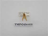 藏品(雙線苔蛾)的圖片